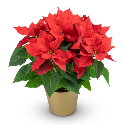 Poinsettia